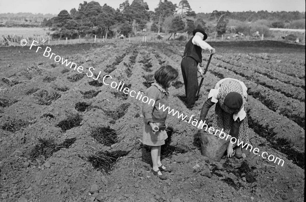 SOWING POTATOES